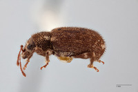 Nemocestes montanus image