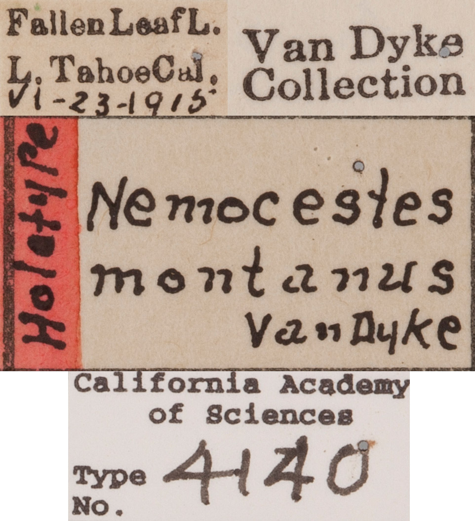 Nemocestes montanus image