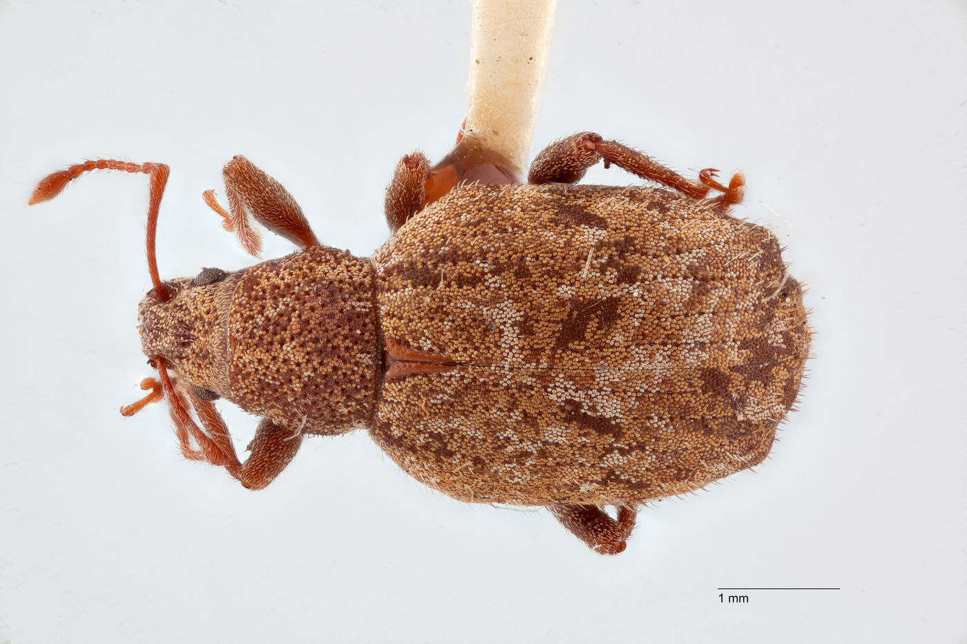 Nemocestes tuberculatus image