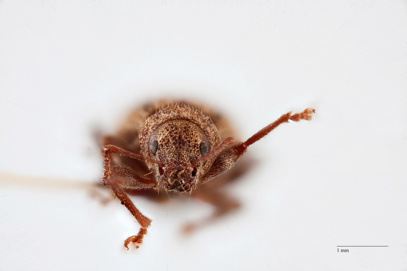 Nemocestes tuberculatus image