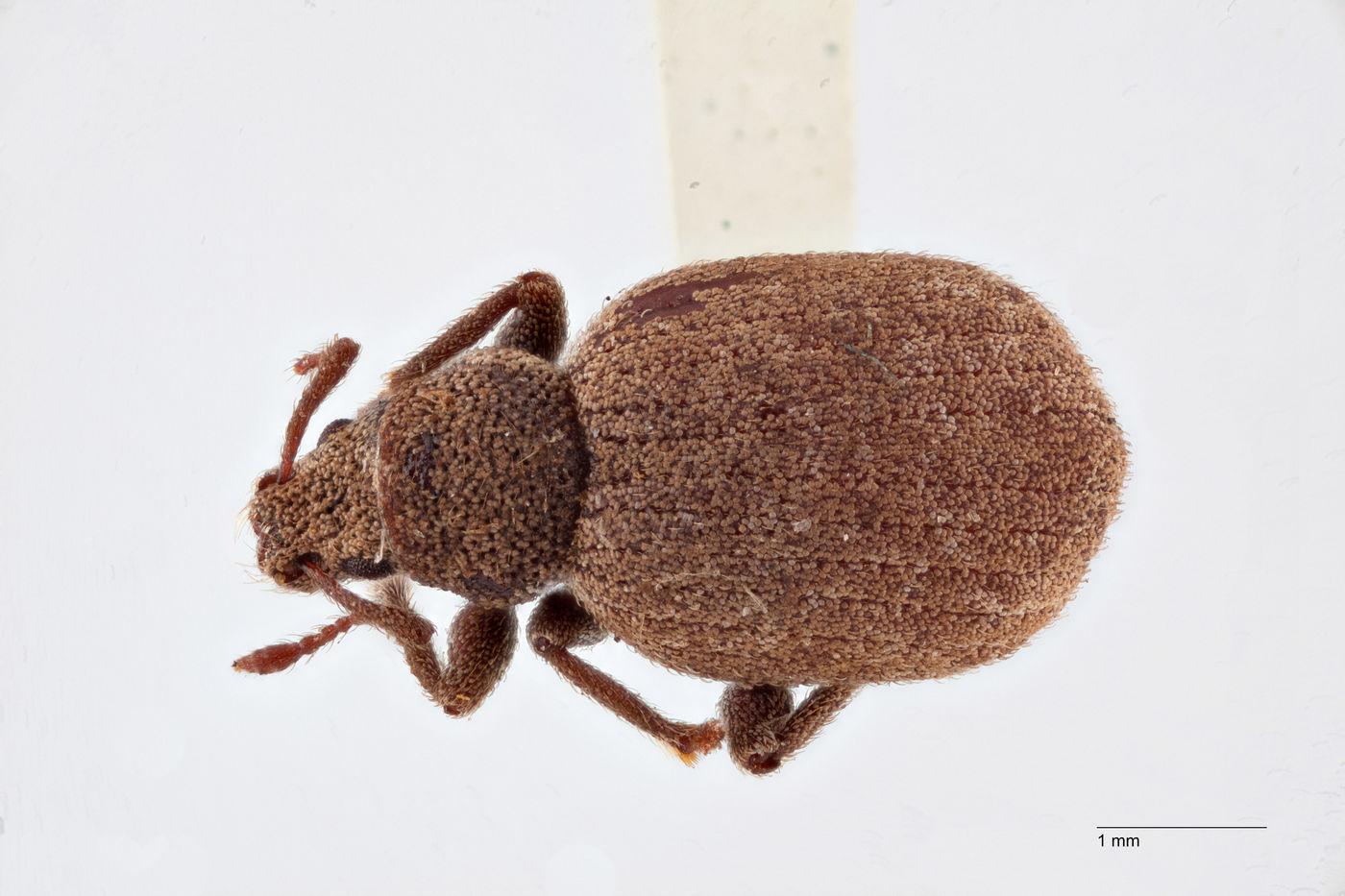 Curculionidae image