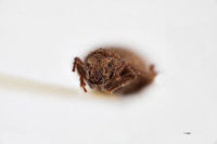 Nemocestes koebeli image