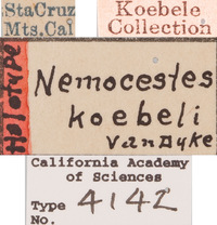Image of Nemocestes koebeli