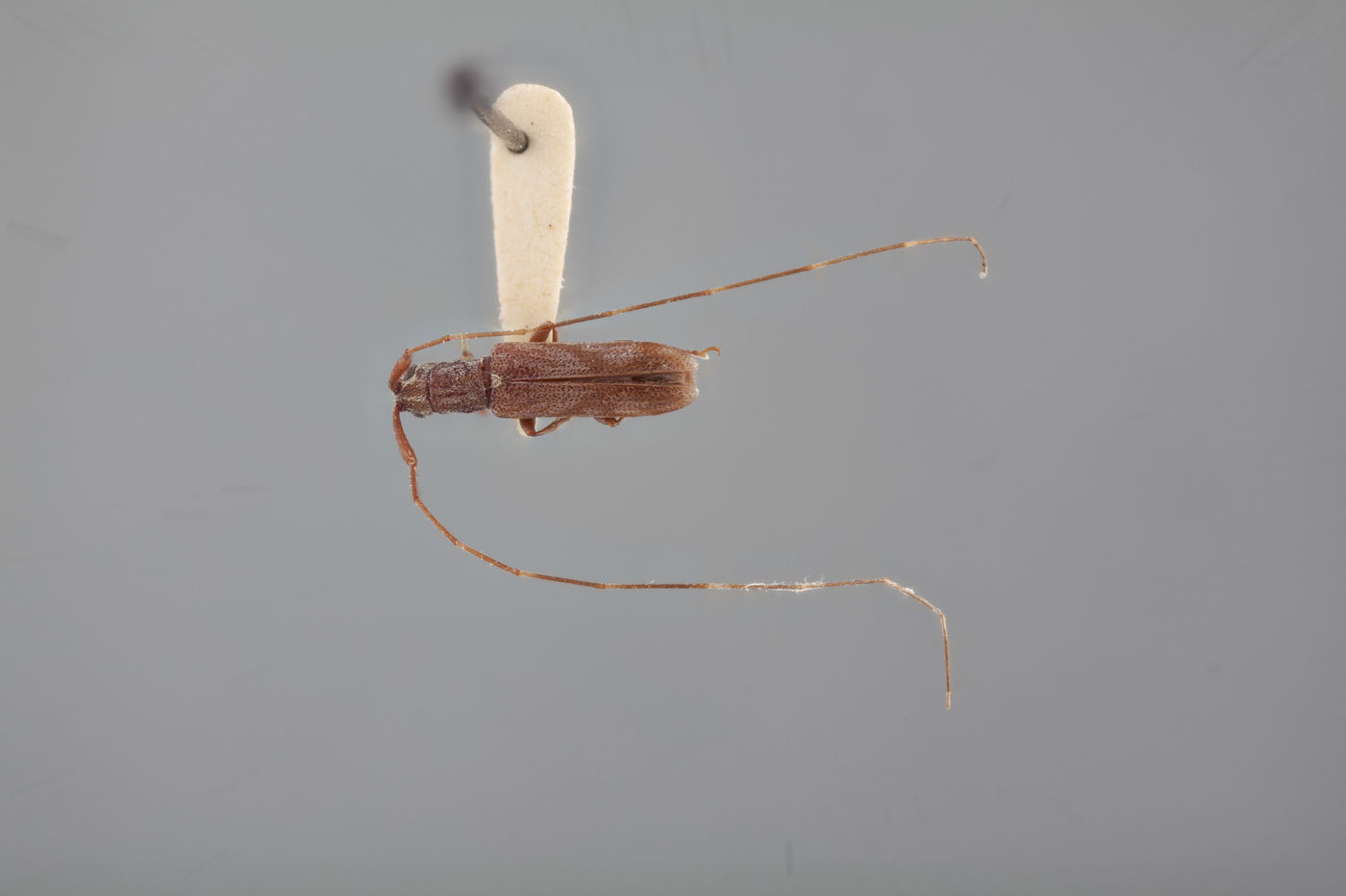 Metopoplectus minor image