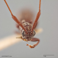 Metopoplectus minor image