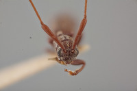 Metopoplectus minor image
