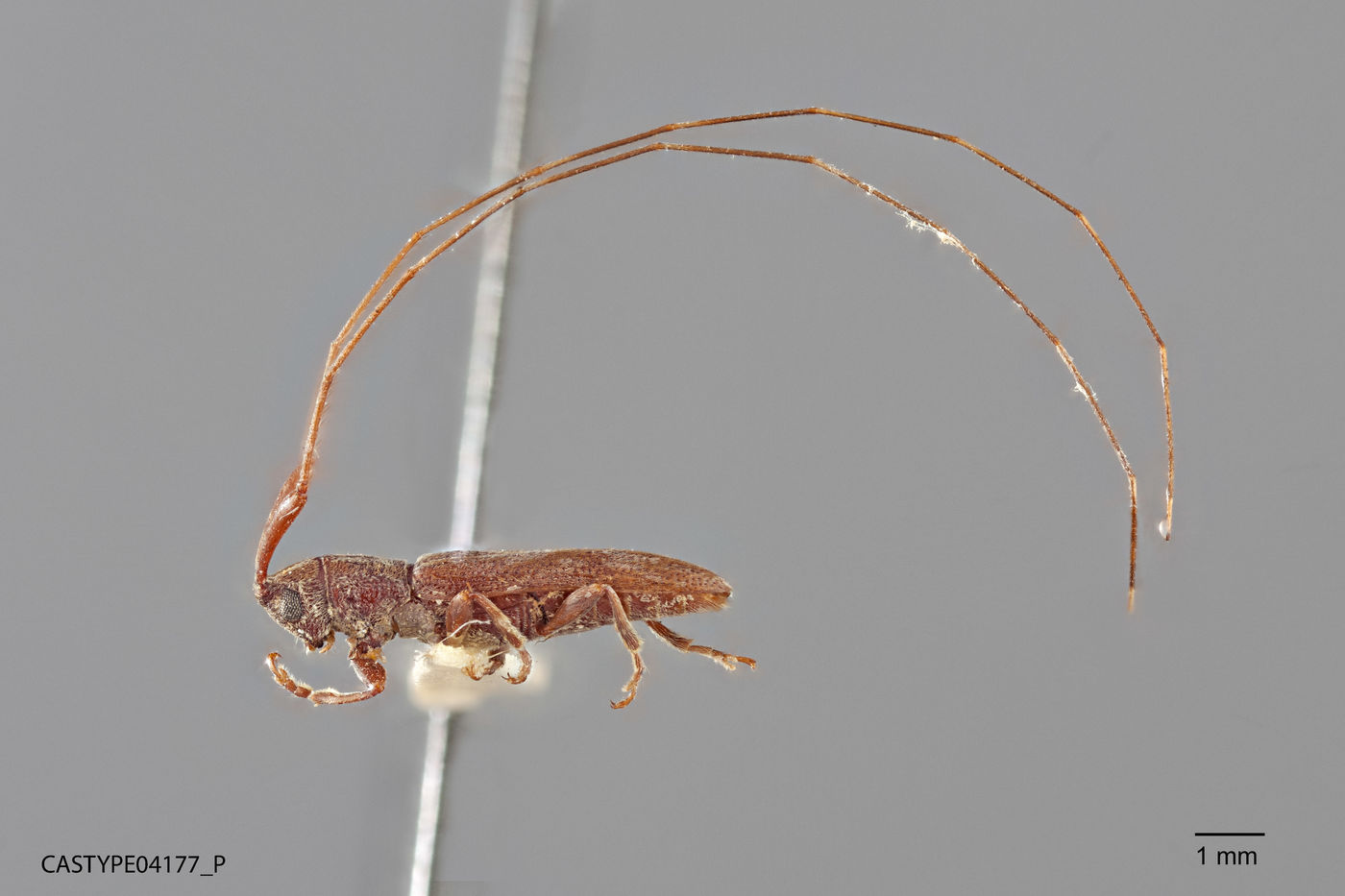 Metopoplectus minor image