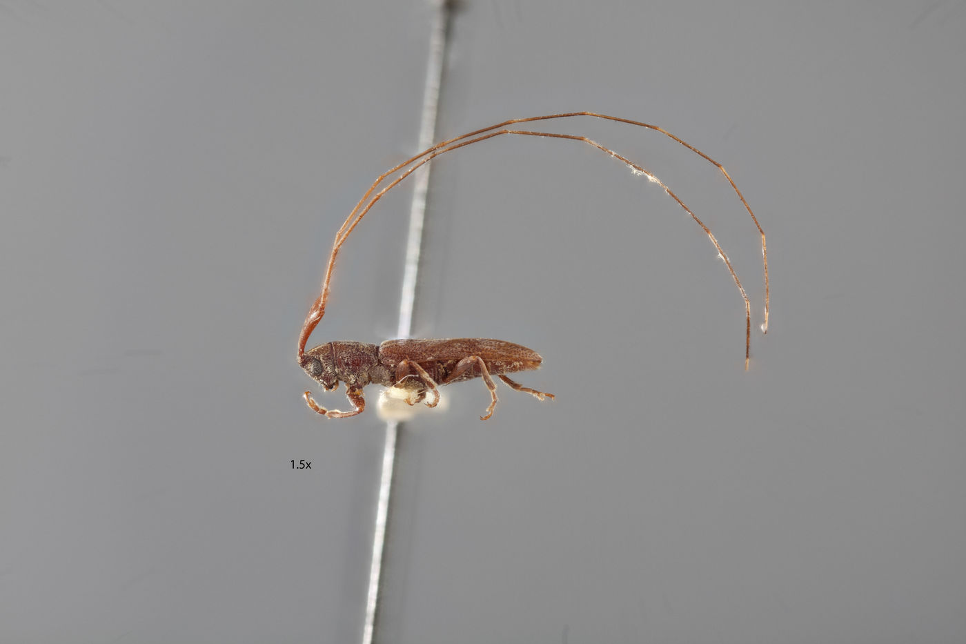 Metopoplectus minor image