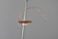 Metopoplectus minor image