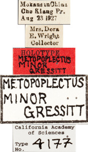 Metopoplectus minor image