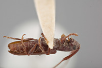 Metopoplectus minor image