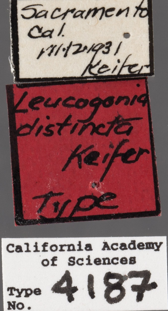 Leucogonia distincta image