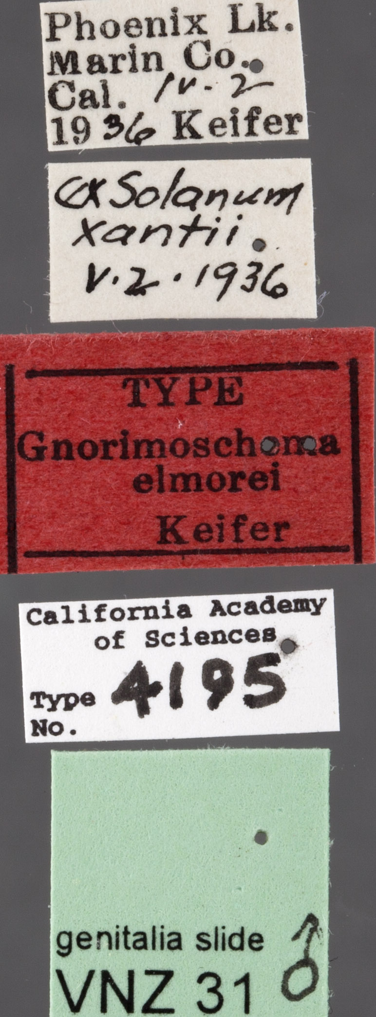 Gnorimoschema elmorei image