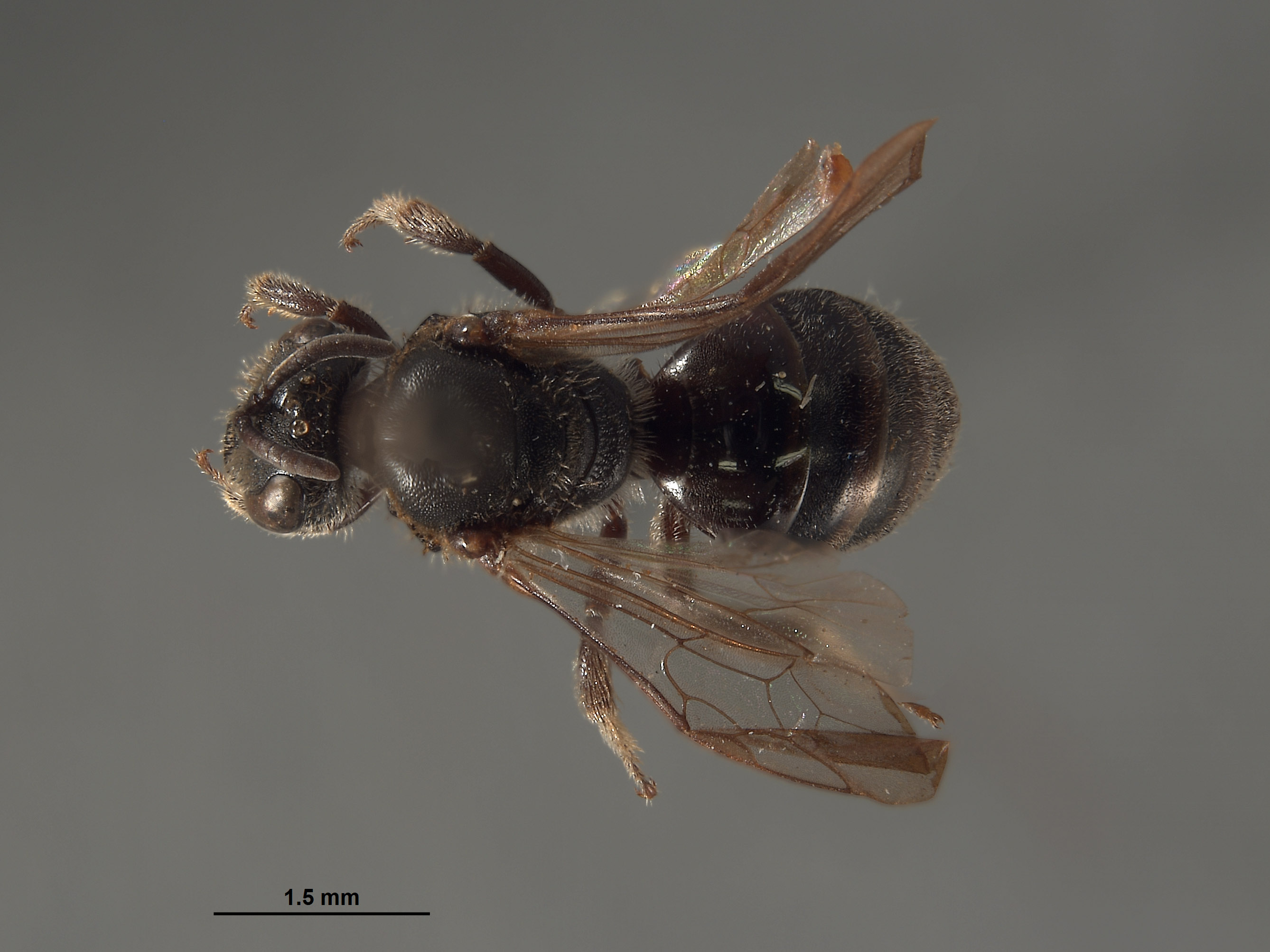 Halictus image