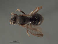 Image of Halictus sequoiae