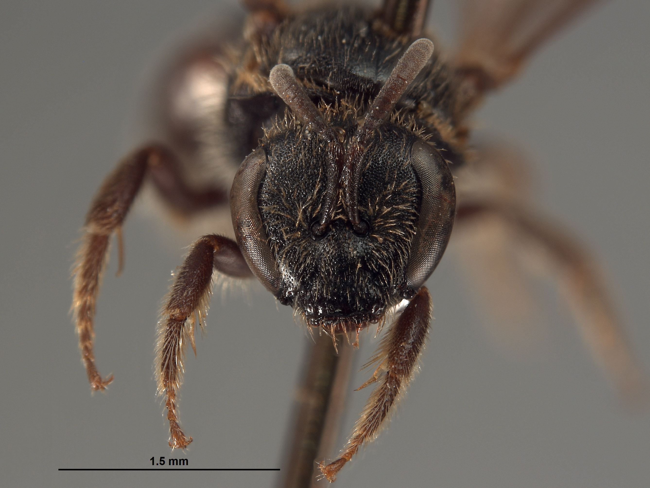 Halictus sequoiae image