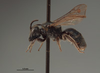 Halictus sequoiae image