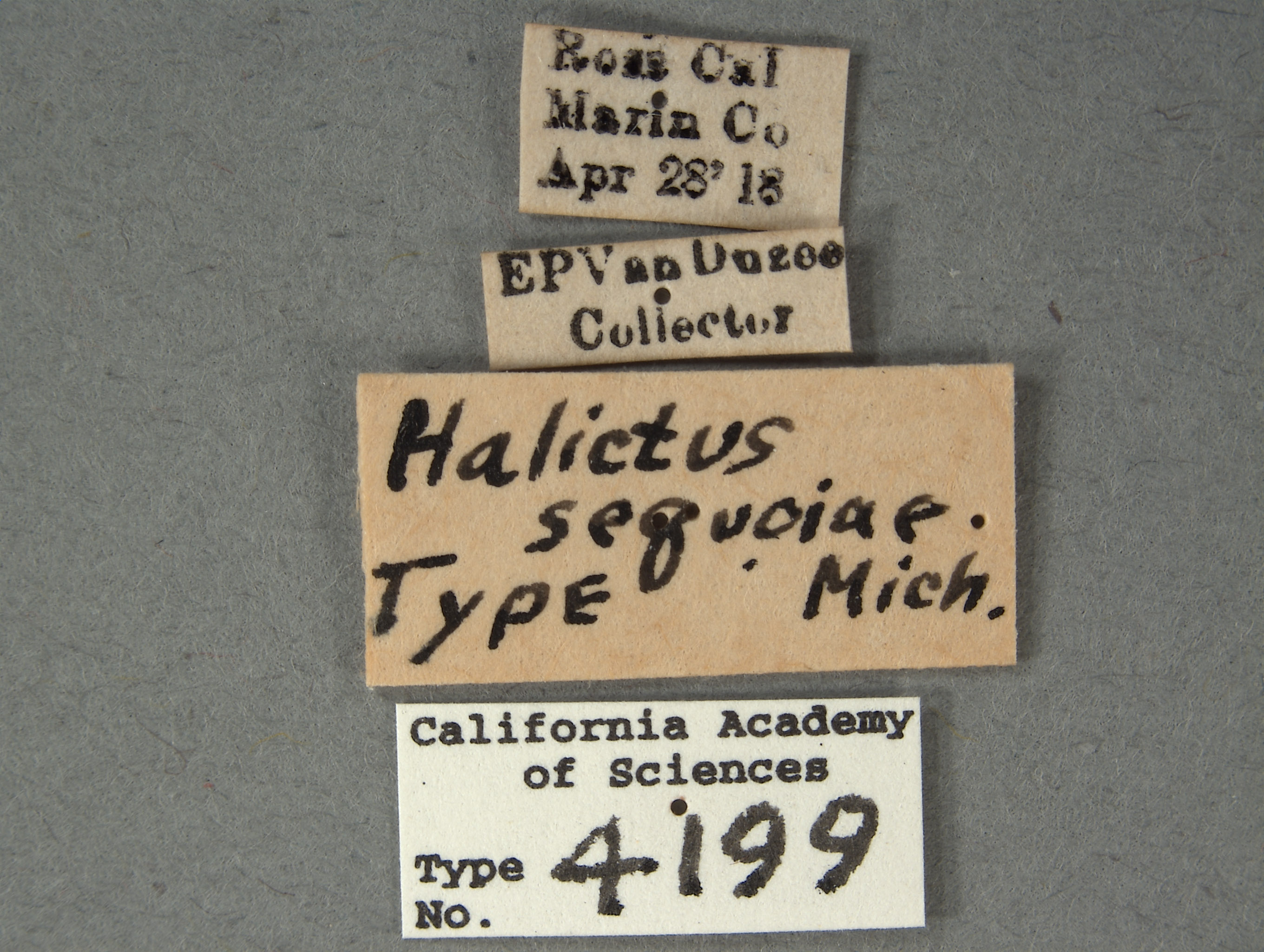 Halictus sequoiae image