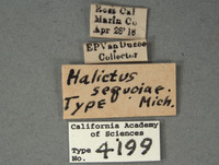 Halictus sequoiae image