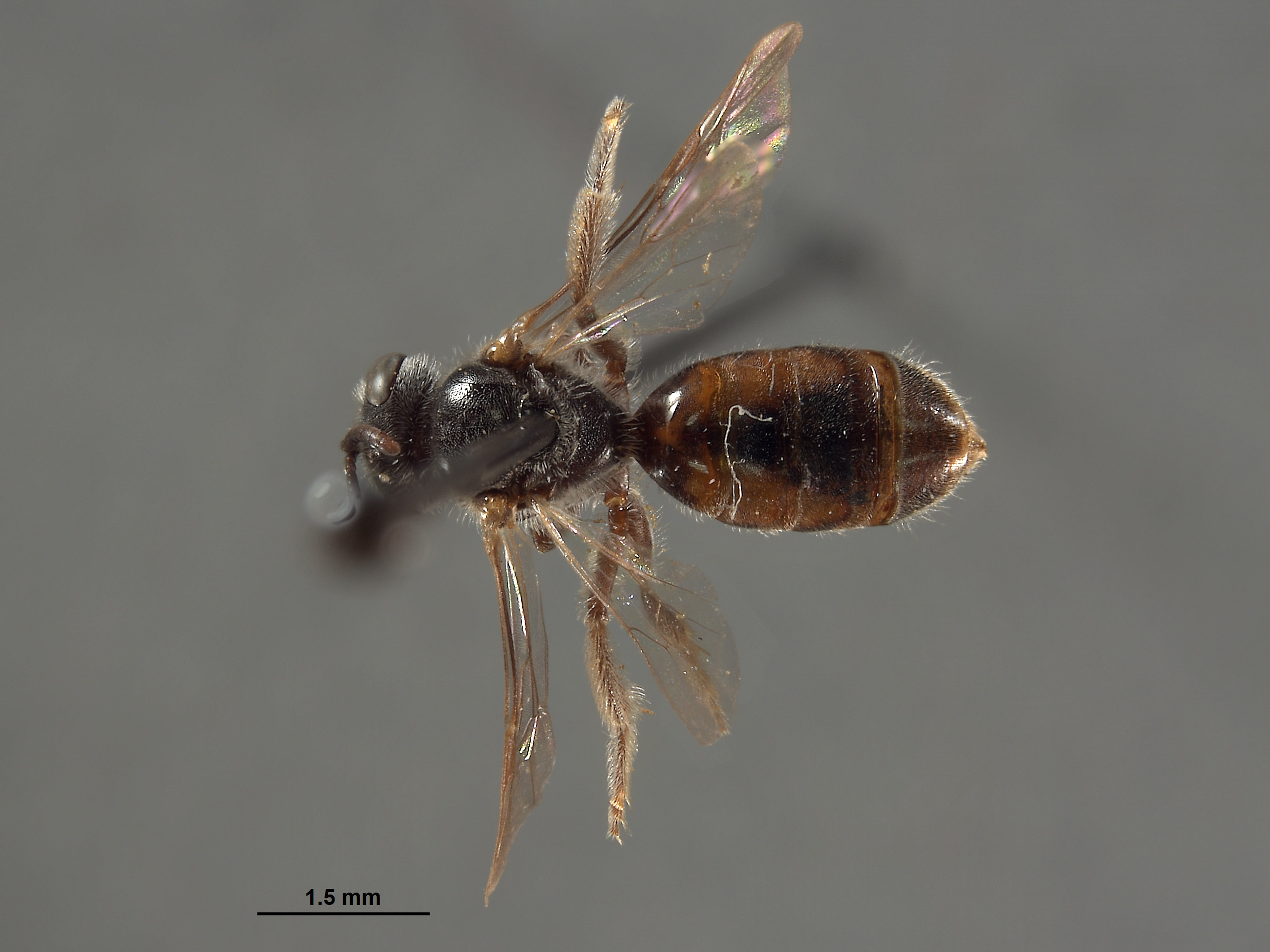 Halictus humboldtensis image