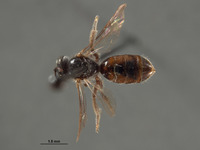 Image of Halictus humboldtensis