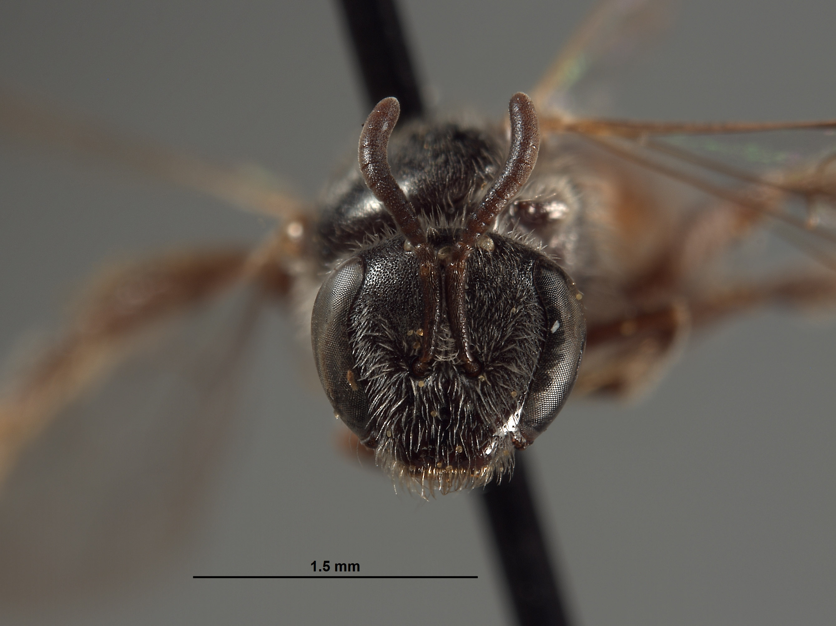 Halictus humboldtensis image