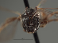 Halictus humboldtensis image