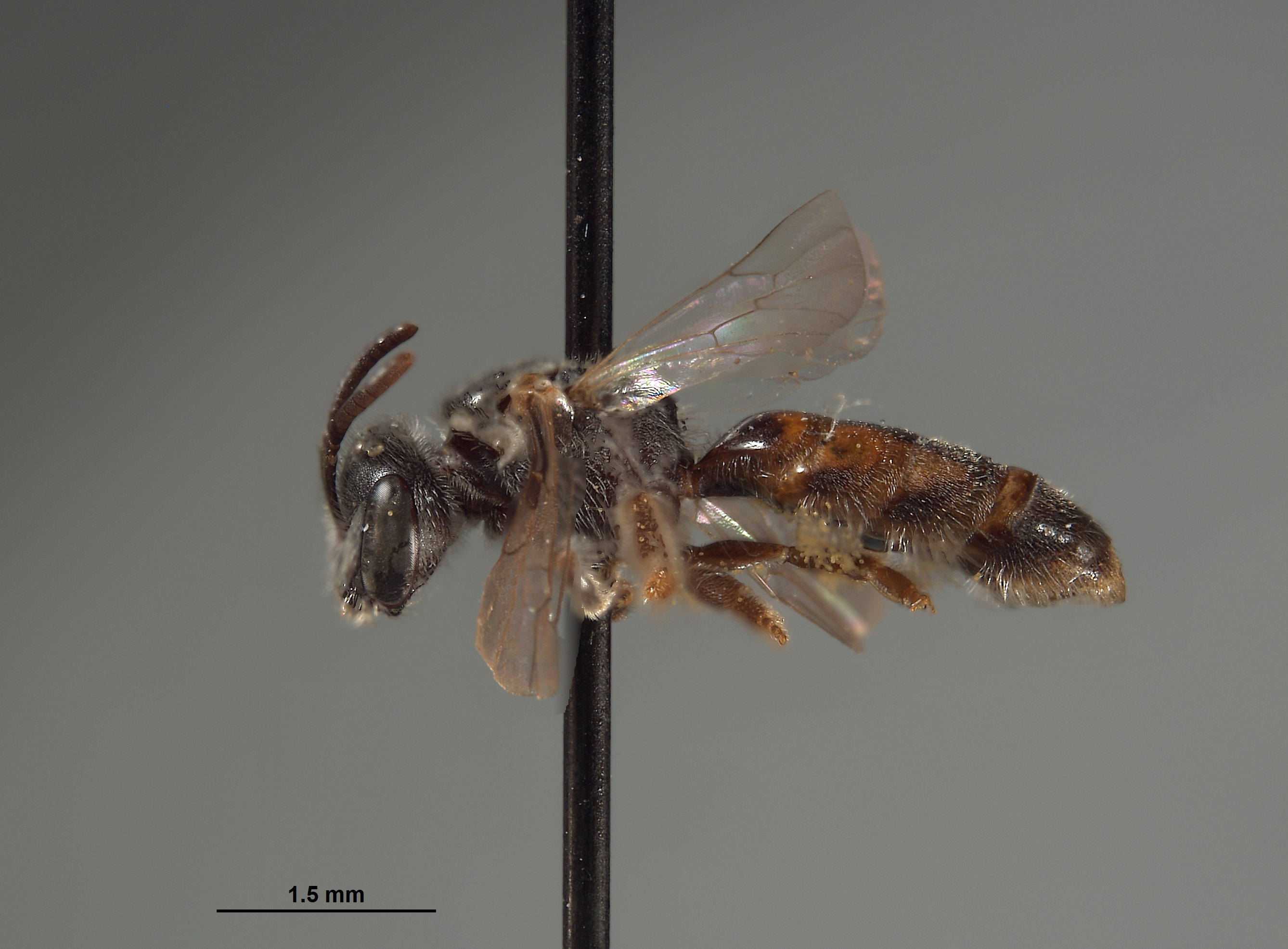 Halictus humboldtensis image