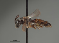Halictus humboldtensis image