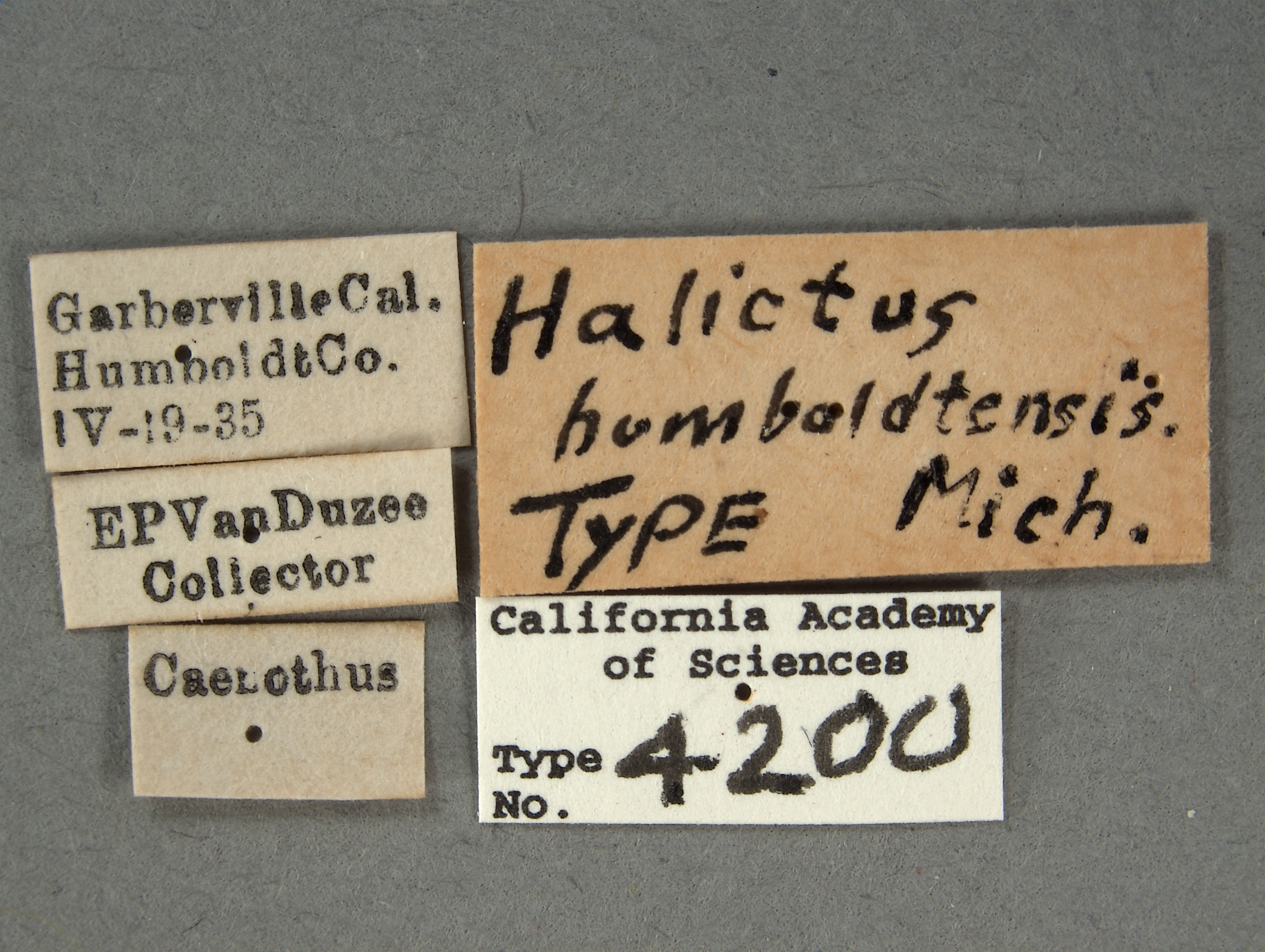 Halictus humboldtensis image