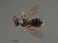 Image of Halictus mendocinensis