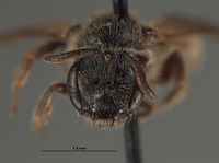 Halictus mendocinensis image