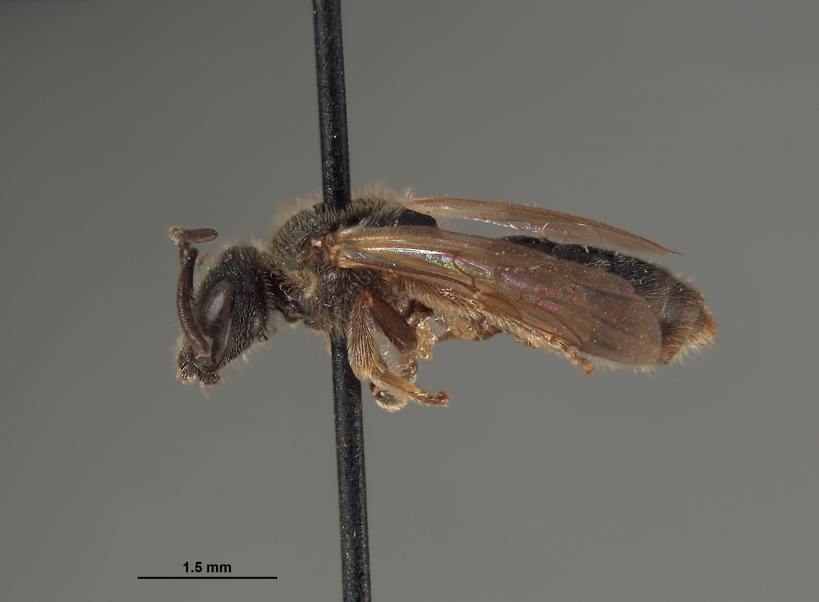 Halictus mendocinensis image