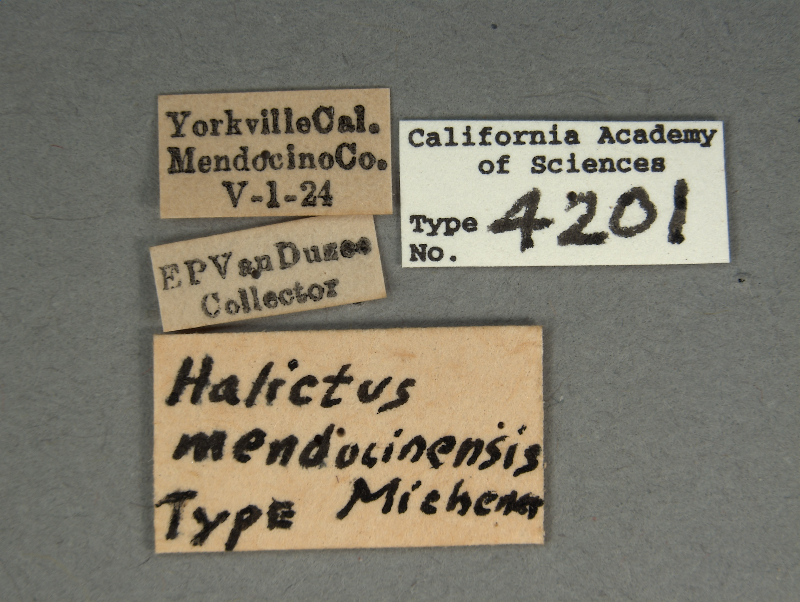 Halictus mendocinensis image