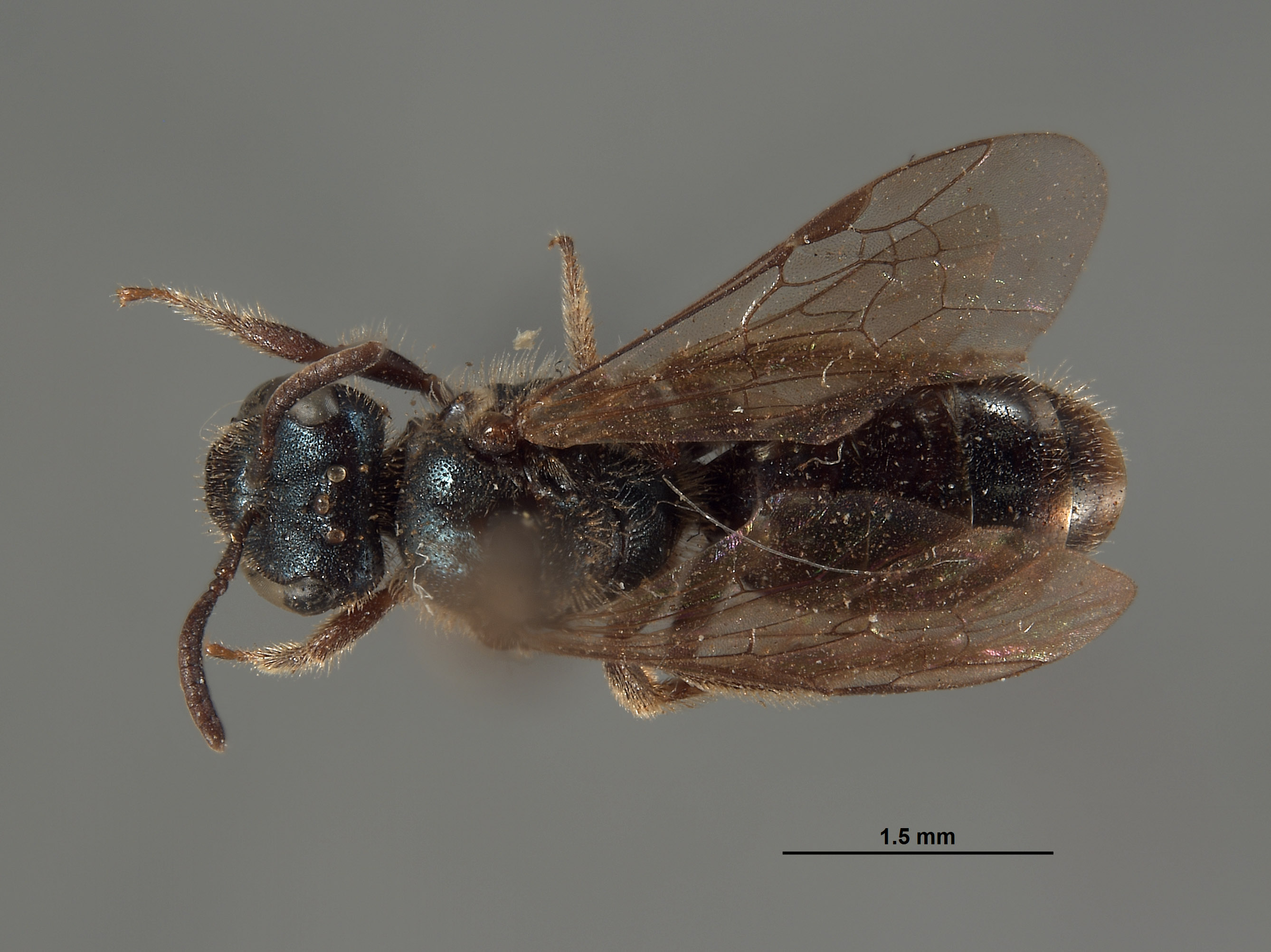 Halictus marinensis image