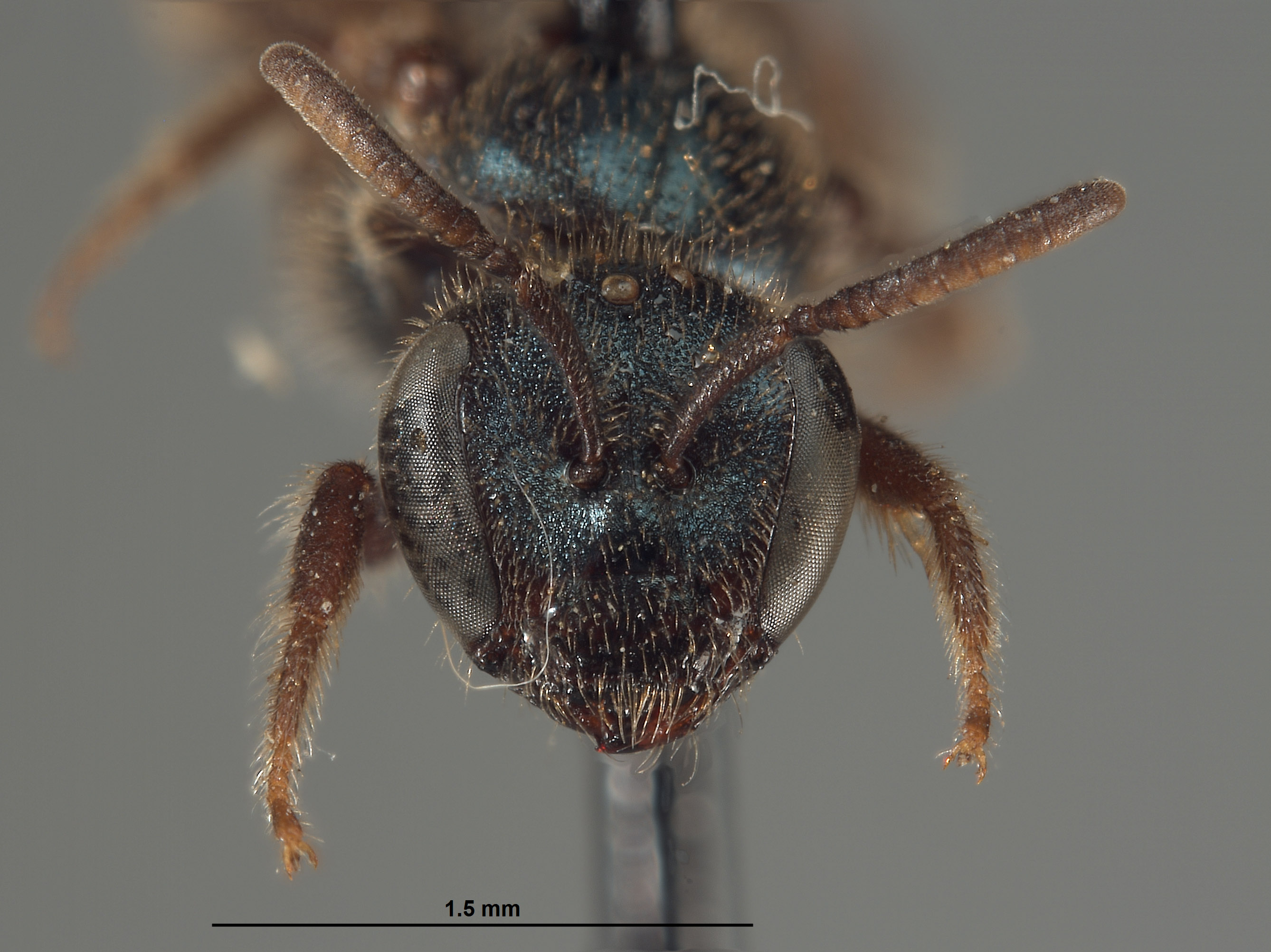 Halictus marinensis image