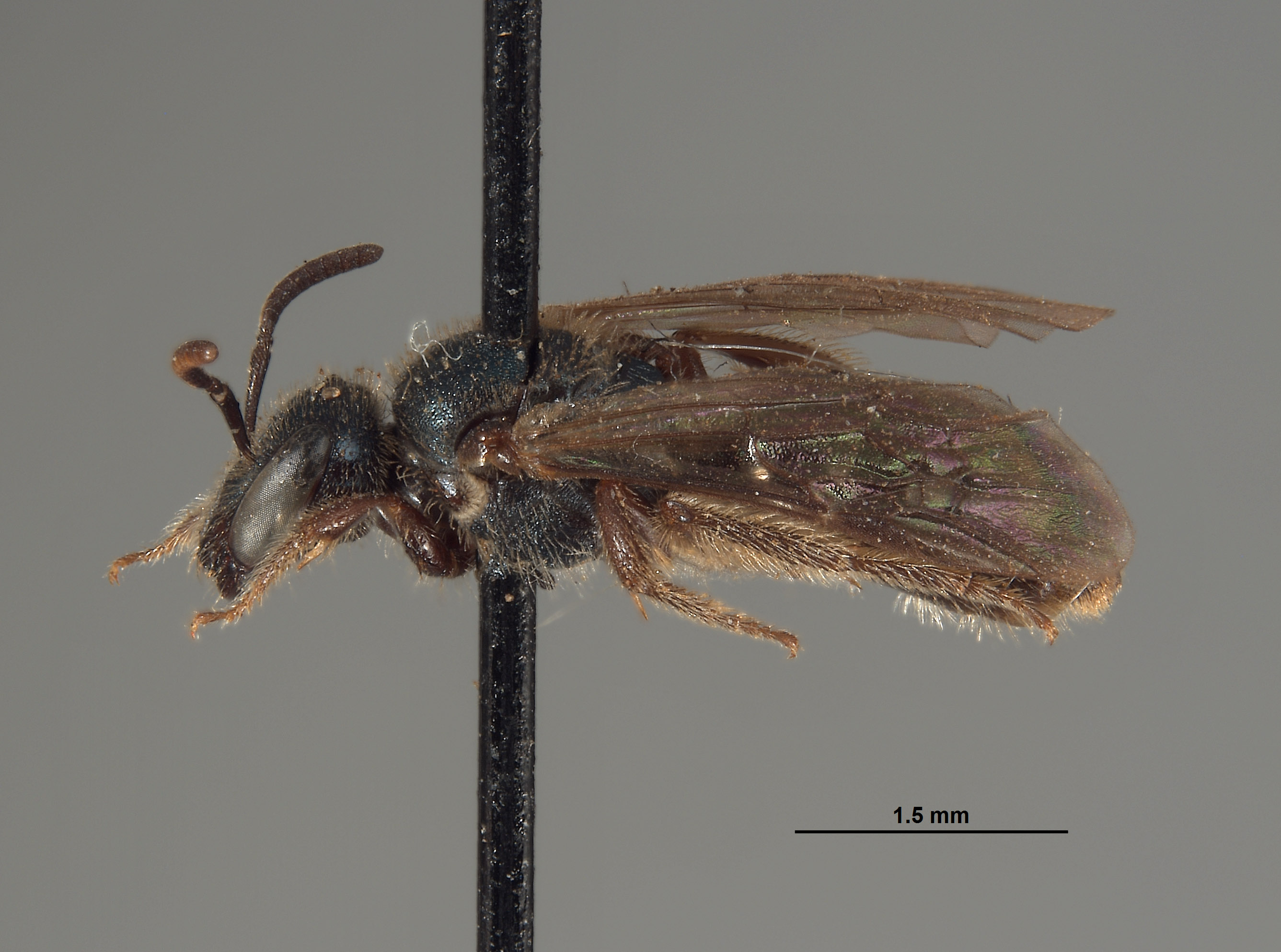 Halictus marinensis image