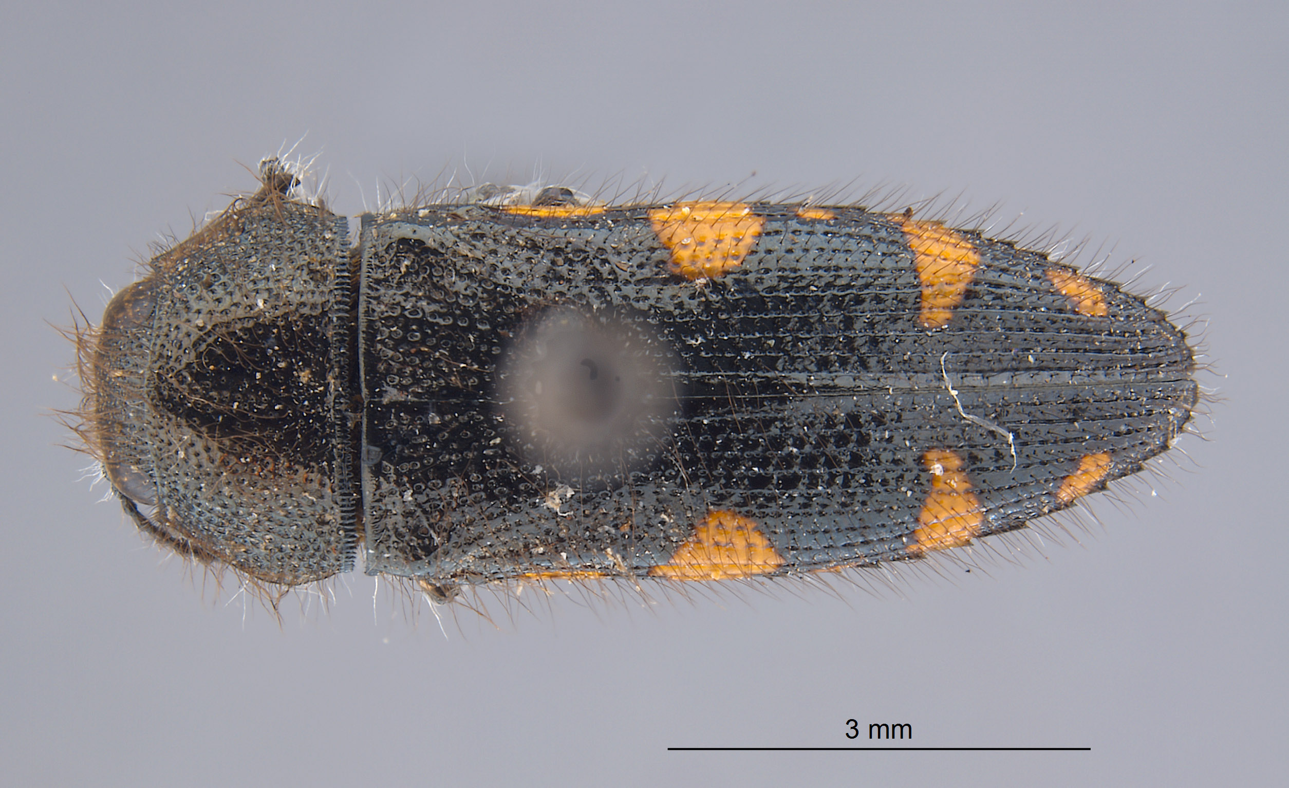 Acmaeodera simulata image