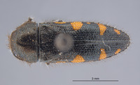 Acmaeodera (Acmaeodera) image