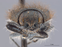 Acmaeodera (Acmaeodera) image