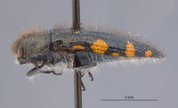 Acmaeodera (Acmaeodera) image