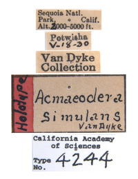 Acmaeodera (Acmaeodera) image