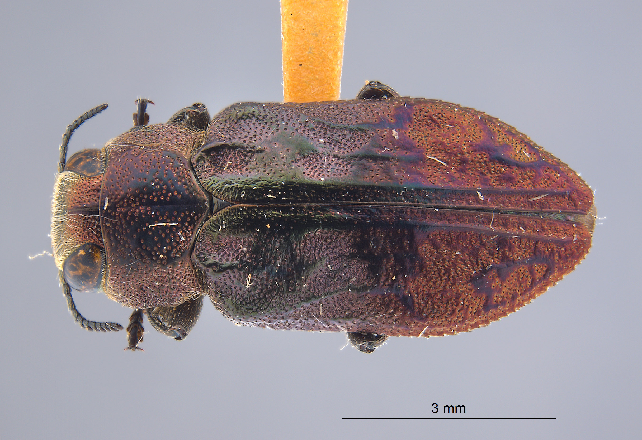 Chrysobothris iris image