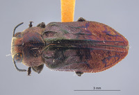 Chrysobothris iris image