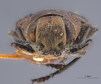 Chrysobothris iris image
