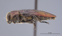 Chrysobothris iris image