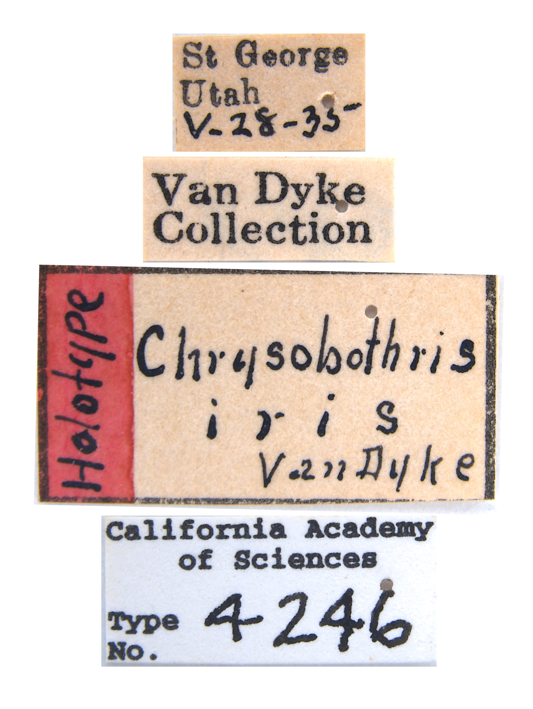 Chrysobothris iris image