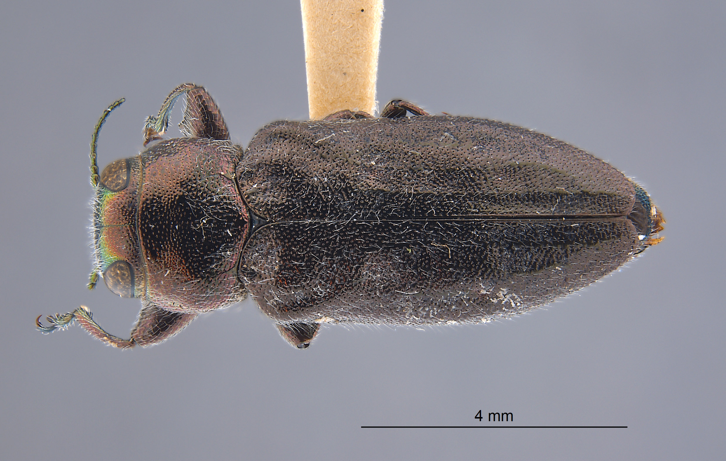 Chrysobothris grindeliae image