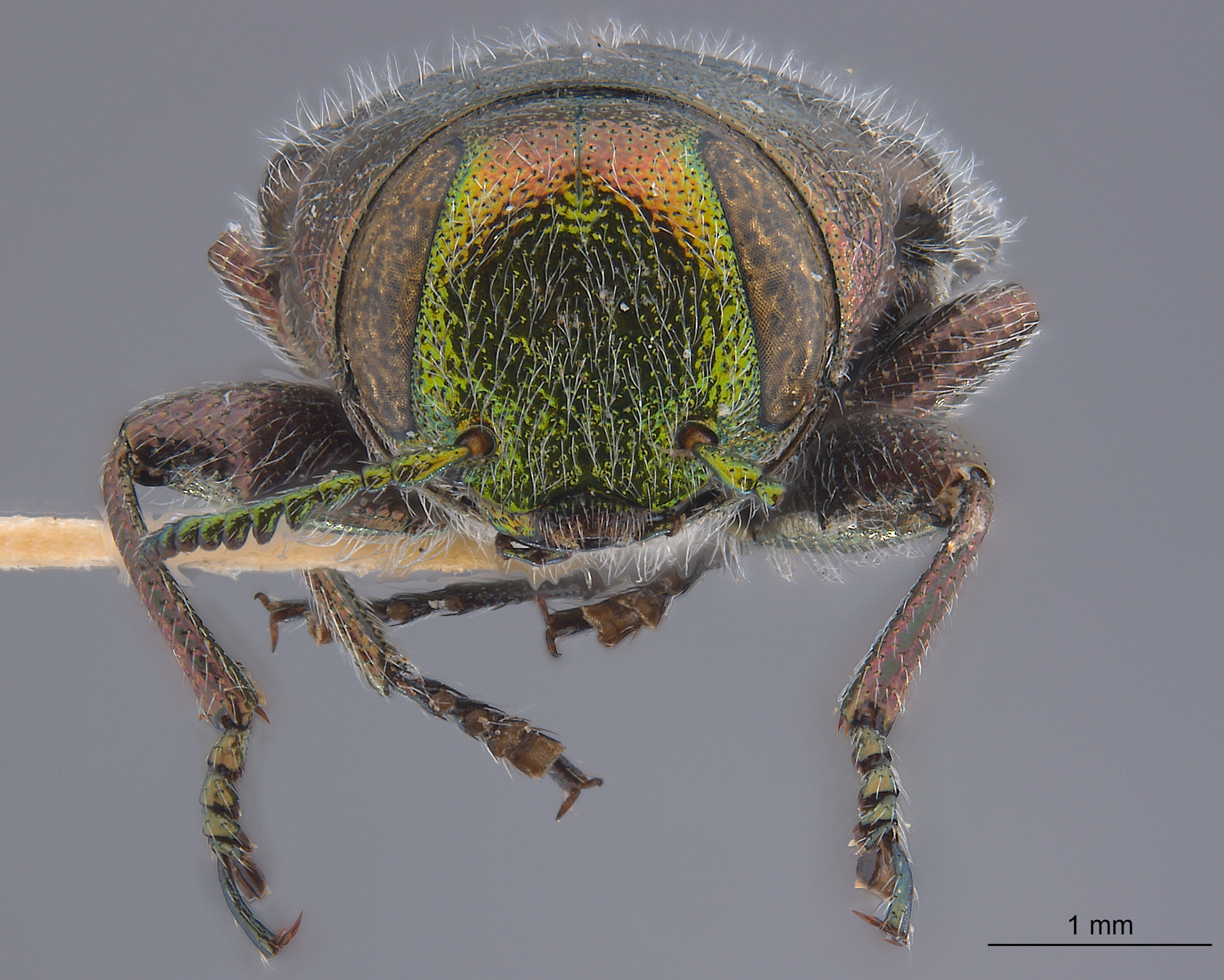 Chrysobothris grindeliae image