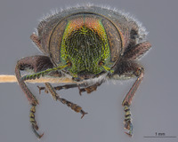 Chrysobothris grindeliae image